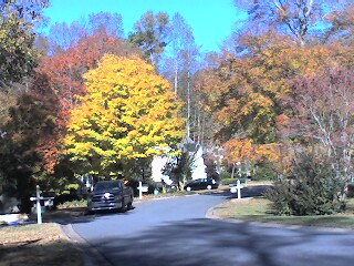 [A different residential street with a large tree with golden yellow leaves contrasting to the dark colors of vegetation near it.]